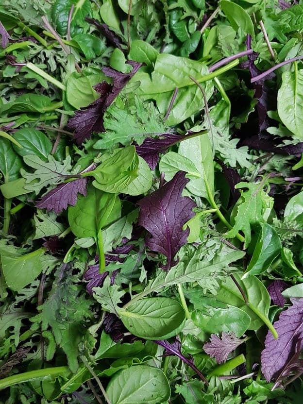 Edible Earth Farm in Halifax